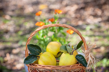 a basket of quinces