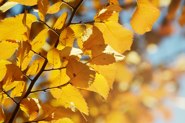 Bright yellow autumn leaves under sunlight. Fall seasonal background