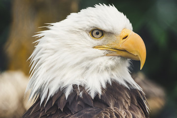 Fototapeta premium Bold as the Bald Eagle