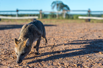 Mountain Fox on El Palmar National Park, Argentina