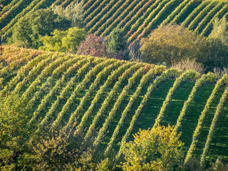 Fototapeta premium Weinberge im Herbst