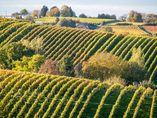 Weinberge im Herbst