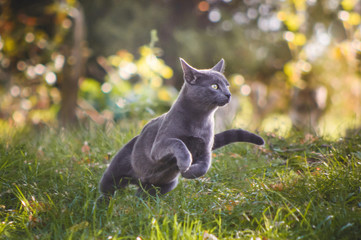 Obraz premium Śliczny rosyjski błękitny kot biega w naturze