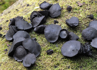black bulgar fungus on a mossy tree trunk
