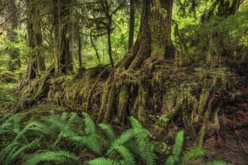 Nurse log, Hoh Rain forest, Olympic National Park