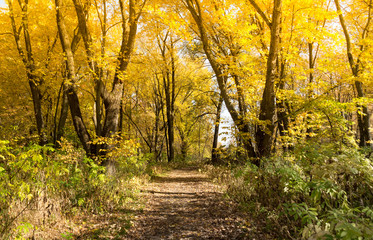 autumn landscape trail in the forest