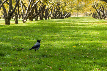 Crow walking in the garden on a sunny autumn day