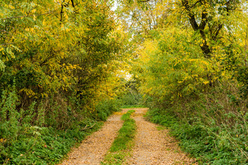 Road through the autumn forest and fields. Background.