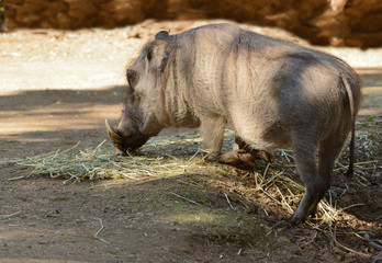 Fototapeta na wymiar Female African Warthog in a typical kneeling position to feed