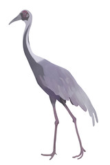 White-naped crane.