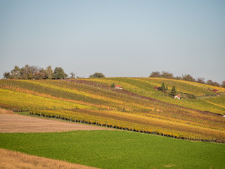 Weinberge in Oberderdingen