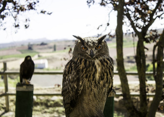 Owl in falconry