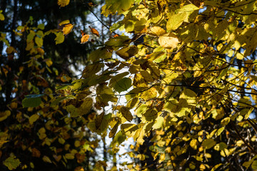 autumn gold colored leaves in bright sunlight
