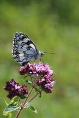 Schachbrettfalter an Oregano - Melanargia galathea