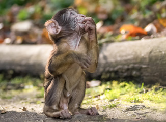 Kleines neugieriges Affenbaby