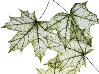 many dilapidated openwork maple leaf delicate transparent template shapes on a white isolated background