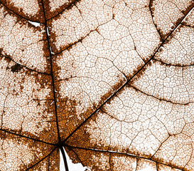 background of dilapidated openwork maple leaf delicate transparent form template