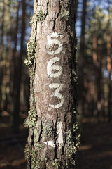 Numbers painted on the old tree trunk, enlightened by sun.