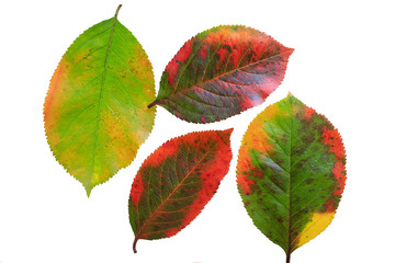  lot of bright colored leaves of the tree template on white isolated background