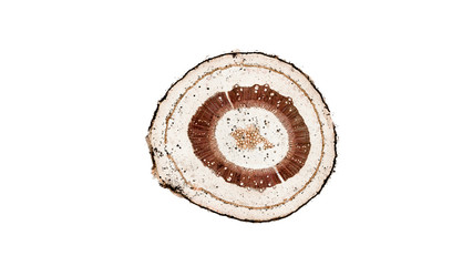 cross section cut of plant stem under a microscope