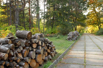 Deforestation, felled tree trunks in the forest, environmental protection, causes of global warming, climate change, farming,