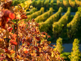 Herbstliches Weinlaub