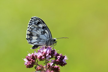 Schachbrettfalter mit eingerolltem Saugrüssel - Melanargia galathea