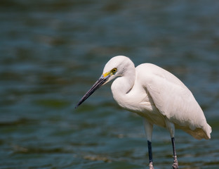 little egret (egretta garzetta)