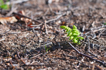 New life. Fern grows from a forest litter