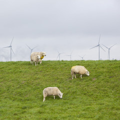 sheep on green grassy dike and wind turbines in the background  in the north of province groningen near Eemshaven in the netherlands