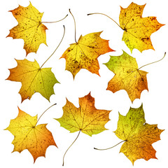 Set of many colorful autumn fall maple leaves, isolated on white background