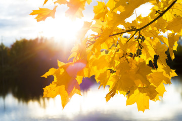 Maple branches in the sun near the pond