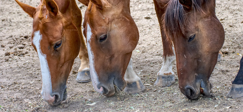 Beautiful horse on a field in Argentina
