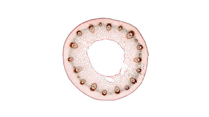 Obraz premium cross section cut of plant stem under a microscope