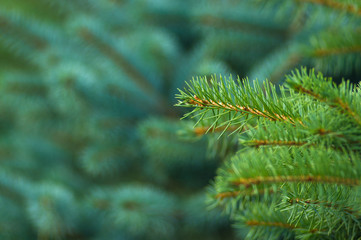 Green fluffy fir tree brunch close up