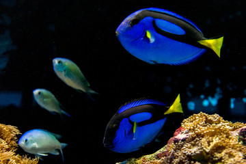 Blue Surgeonfish