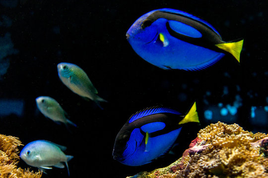 Blue Surgeonfish