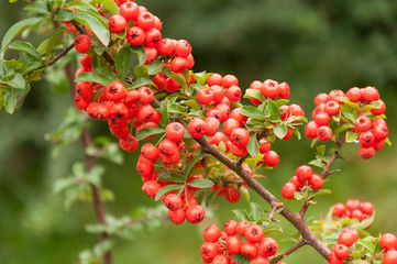 Hawthorn berries on bush