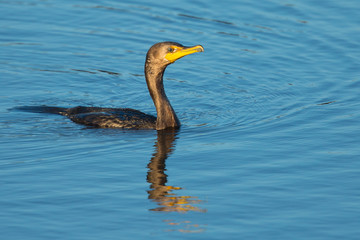 Double-crested cormorant,  seen in North California marsh just after a dive