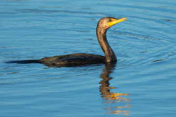 Double-crested cormorant,  seen in North California marsh just after a dive