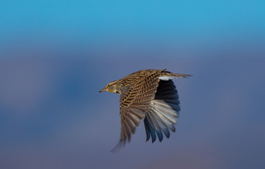Western meadowlark,  seen in the wild in North California