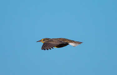 Western meadowlark,  seen in the wild in North California