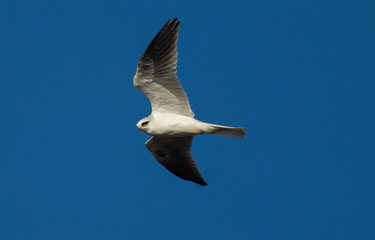 close view of a white-tailed kite flying in the wild