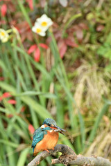 カワセミの食事
