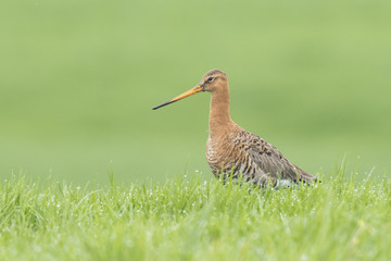black-tailed godwit (Limosa Limosa) foraging in a wet meadow