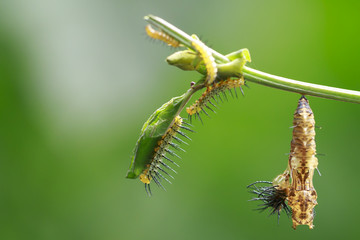 Longwing Butterfly (Heliconius cydno) caterpillar,