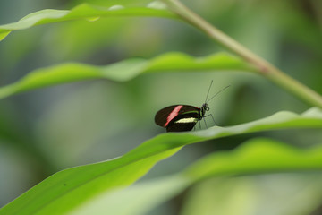 Close up of a red postman tropical butterfly Heliconius erato