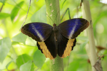Naklejka premium Caligo atreus, żółta sowa olbrzymia, motyl odpoczywający z otwartymi skrzydłami