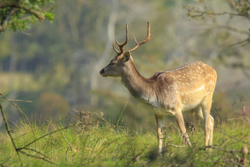 Naklejka na ściany i meble Close up of a Fallow deer, Dama Dama, in a green forest