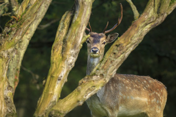 Close up of a Fallow deer, Dama Dama, in a green forest